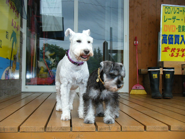 画像: 我々の愛を一身に受けたシュナの「アレサ」が天国へ旅立った。さようなら、そして今までありがとう。