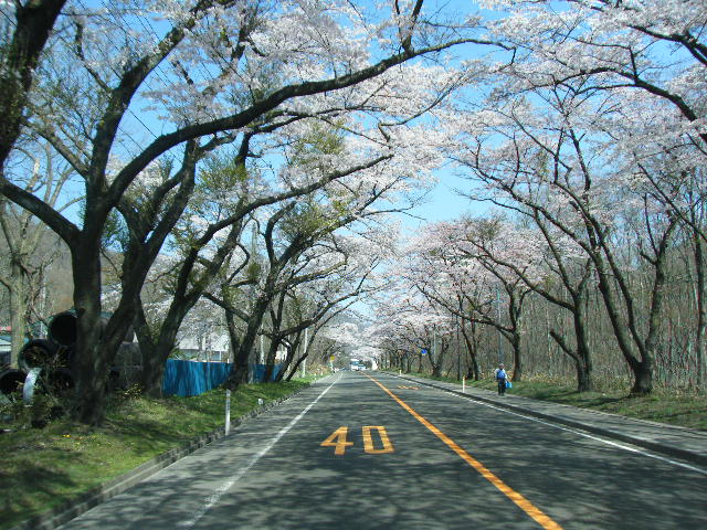 画像: 近くにこんなキレイな桜並木が在ったよ！