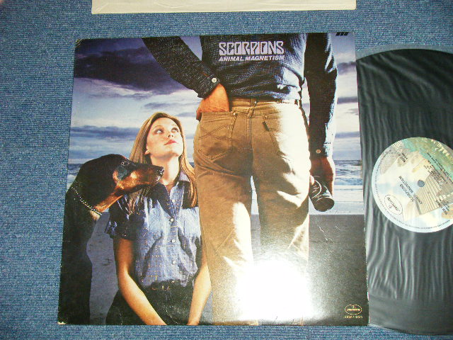 画像1: SCORPIONS - ANIMAL MAGNETISM  : with INSERTS ( Ex++/MINT-)  / 1980  US AMERICA ORIGINAL Used LP   